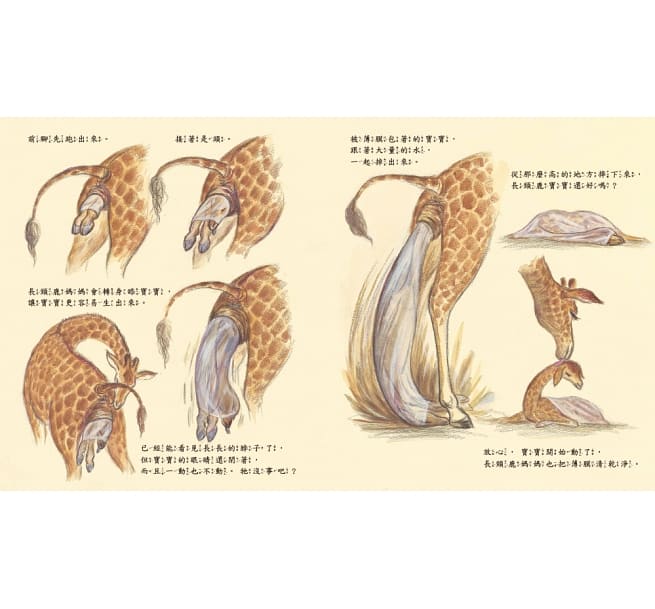 動物寶寶是怎麼出生的？